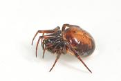 koffieboonspin (steatoda bipunctata) 7-2012 9409